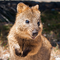 quokka